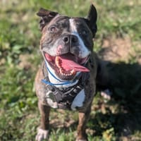 ZERA VAA, chien à adopter