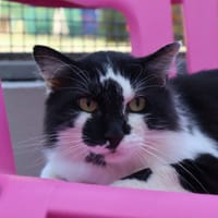 Smoothy, chat à adopter