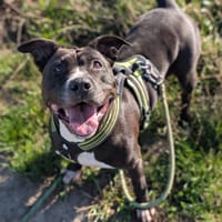 LAYKA VAA, chienne à adopter