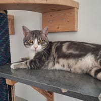 TWIXY, chat à adopter