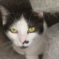 Naya CAB5811, chatte à adopter