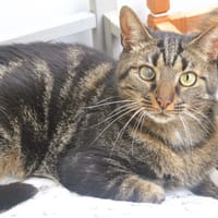 Tigrou CAB5419, chat à adopter