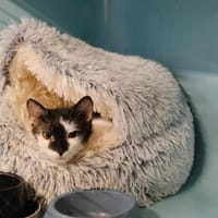 CHOU DE BRUXELLES, chatte à adopter