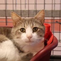 NEJHI, chat à adopter