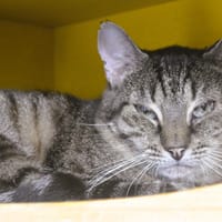 Siro CAB5533, chat à adopter