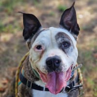ZORRO, chien à adopter
