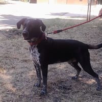 RASTA, chien à adopter