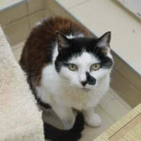 Cannelle CAB5286, chatte à adopter