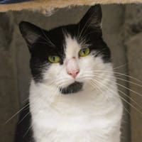Oslo CAB5406, chat à adopter