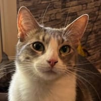 Cerisier, chat à adopter
