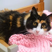 Saba CAB5421, chatte à adopter