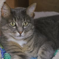 Sassy CAB5560, chatte à adopter