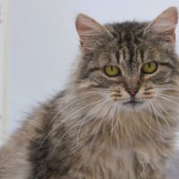 Venus CAB5129, chatte à adopter