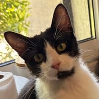 Charme, chat à adopter