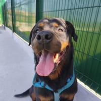 PRESTON VAA, chien à adopter