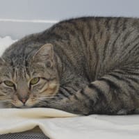 Gimli CAB5159, chat à adopter