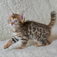 Rony - bengal à adopter, chat à adopter