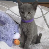 chaton chartreux femelle Léa, chatte à adopter