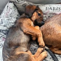Fado, pies do adopcji