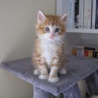 Kelly - Norvégien roux à adopter, chatte à adopter