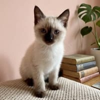 CHATON SIAMOIS FEMELLE SACHA, chatte à adopter