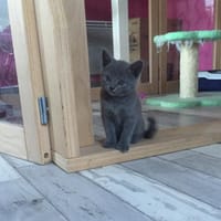 Mâle Minol chartreux à adopter, chat à adopter