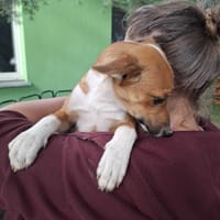 Neria, suczka do adopcji