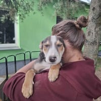 Taro, pies do adopcji