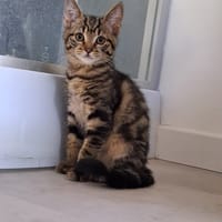 pistache, chat à adopter