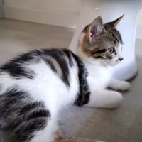 bill, chat à adopter