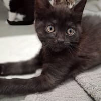 emi, chatte à adopter