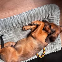 Mokka, suczka do adopcji