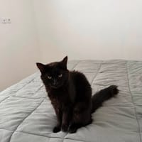 NORD, chat à adopter