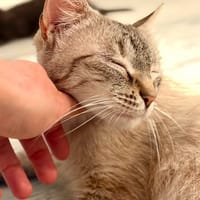 OSHKA, chatte à adopter