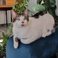 TAO, chat à adopter