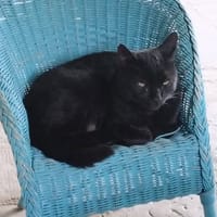 MINOU, chat à adopter