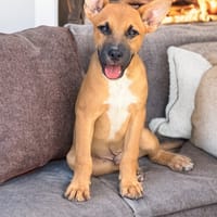BILLI, chien à adopter