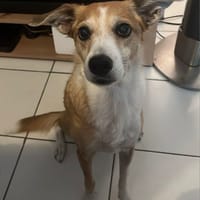 BISOTTE, chienne à adopter