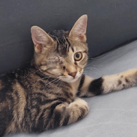 LEYKO, chat à adopter