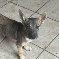Lily, chienne à adopter