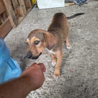 Melfi, chien à adopter