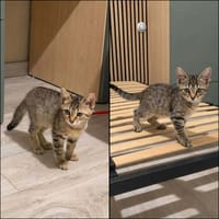 JOY et HAPPY, chatte à adopter