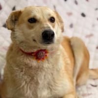 Holly sucht ihre Menschen, Hündin zur Adoption