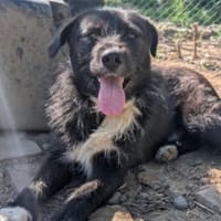 Kalle sucht sein Happyend, Hund zur Adoption
