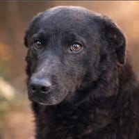 Ozzy möchte endlich gesehen werden, Hund zur Adoption