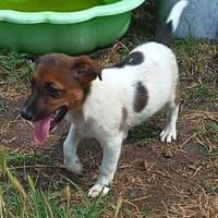 Fünf Welpen, fünf Schicksale, eine große Hoffnung🍀, Hund zur Adoption