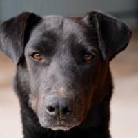 Ben, vorsichtiger Rüde möchte ankommen, Hund zur Adoption