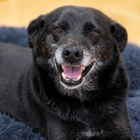 Bobby sucht sein Herzenszuhause ❤, Hund zur Adoption