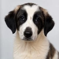 Dino sucht seine Menschen, Hund zur Adoption