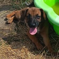 Fünf Welpen, fünf Schicksale, eine große Hoffnung🍀, Hündin zur Adoption